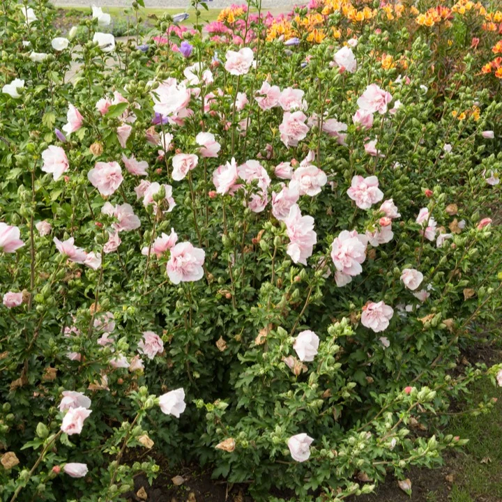 Garteneibisch ‘Pink Chiffon’