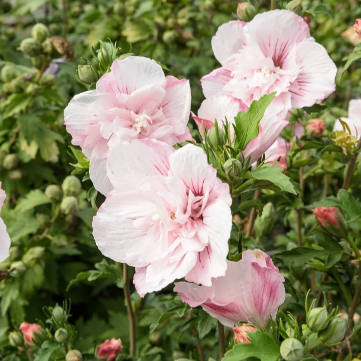 Garteneibisch ‘Pink Chiffon’