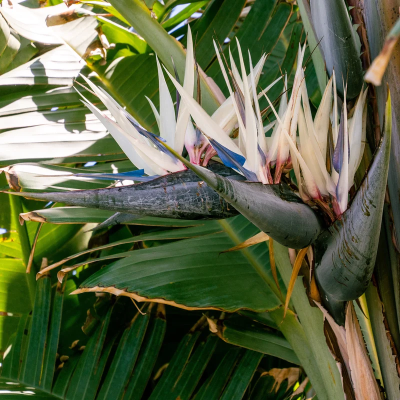 Paradiesvogelblume Strelitzia nicolai