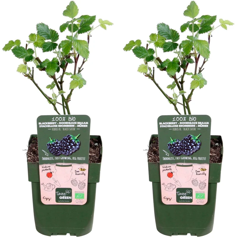 Dornenlose Brombeere 'Black Satin'