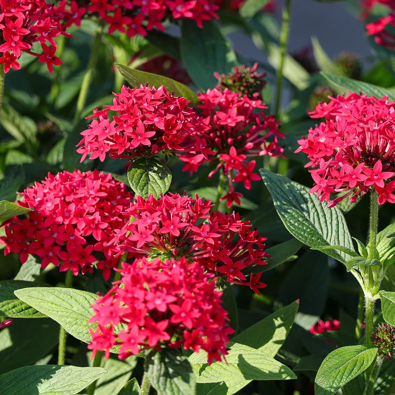Rote Pentas - Fünfzahlstrauch