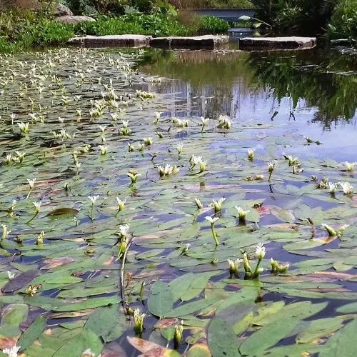 Wasser-Vanille