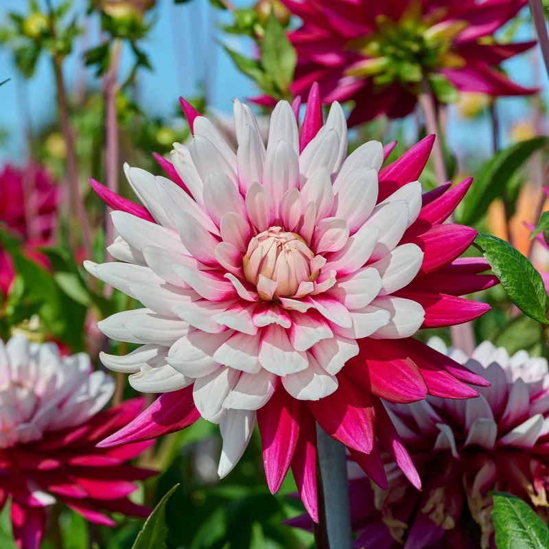 Dahlien ‘Rebecca’s World’ (x3)