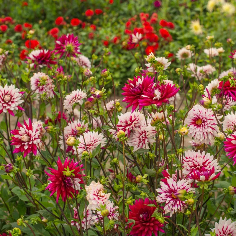 Dahlien ‘Rebecca’s World’ (x3)