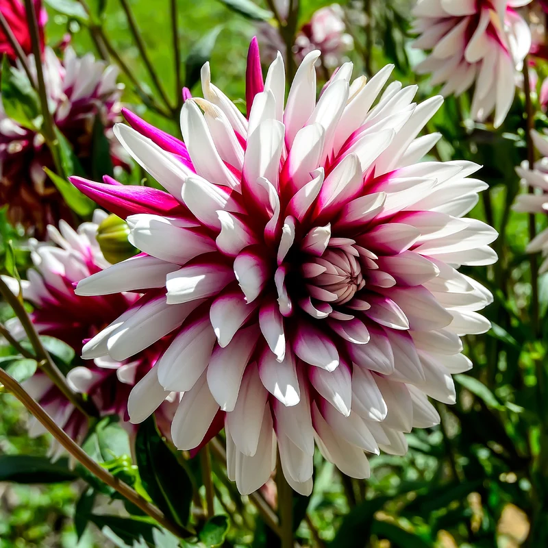 Dahlien ‘Rebecca’s World’ (x3)