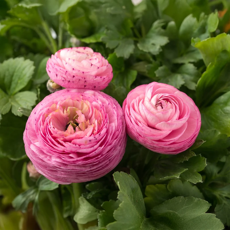 Ranunkel rosa (x10)
