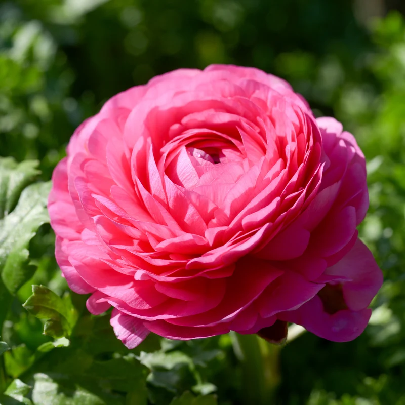 Ranunkel rosa (x10)