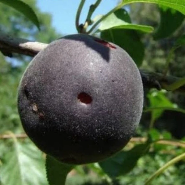 Schwarze Aprikose ‘Biricoccolo’