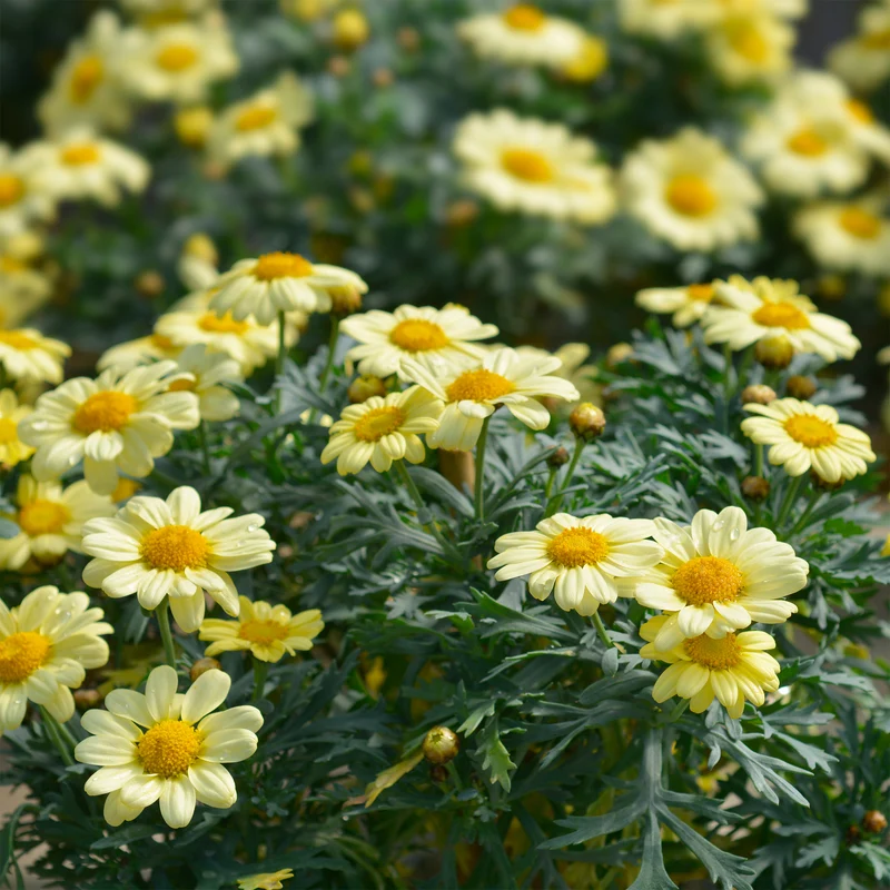 Strauchmargerite 'Grandaisy Gold'®