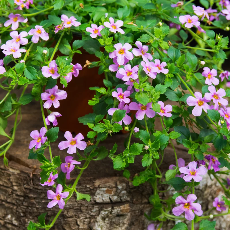 Schneeflockenblume rosa (Bacopa)