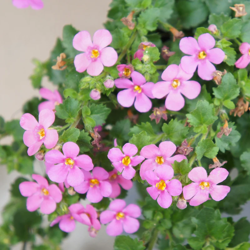 Schneeflockenblume rosa (Bacopa)