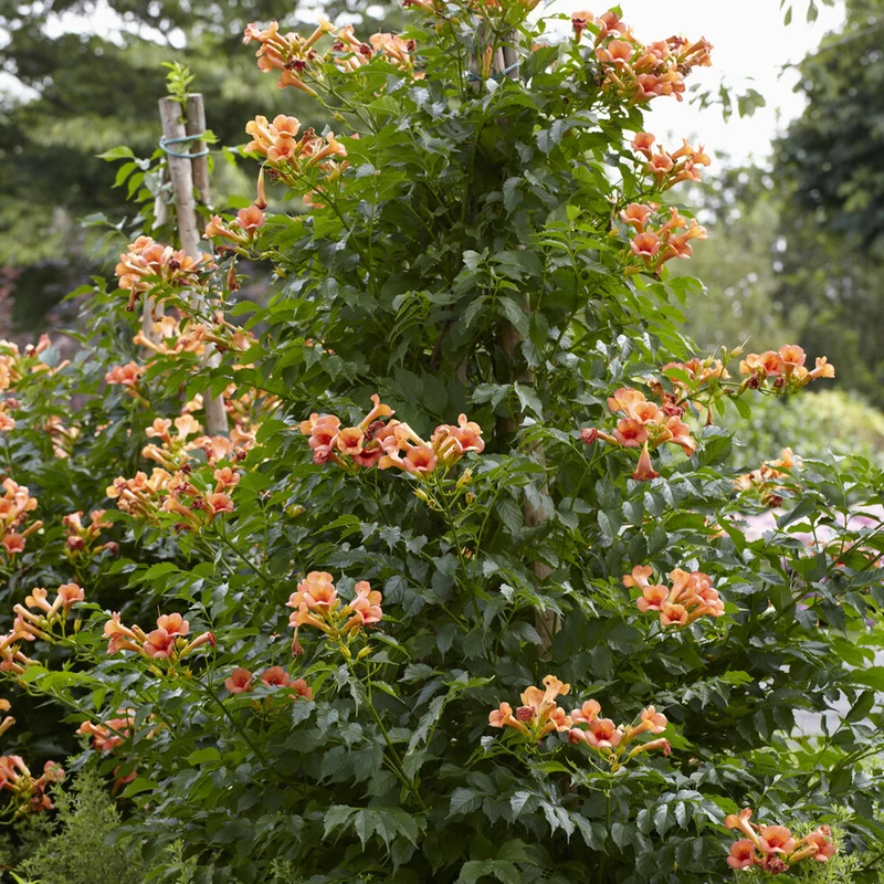 Klettertrompete ‘Indian Summer’®