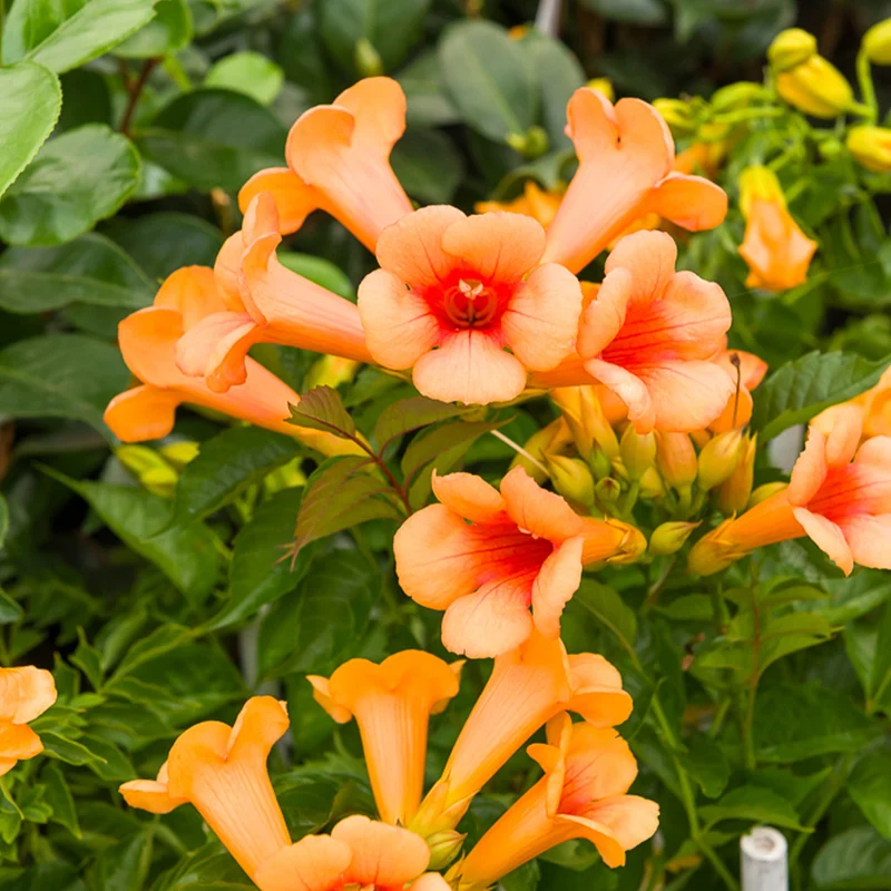 Klettertrompete ‘Indian Summer’®