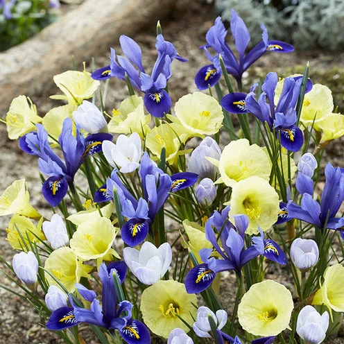 Frühblühende Blumenzwiebeln-Mischung (x35)