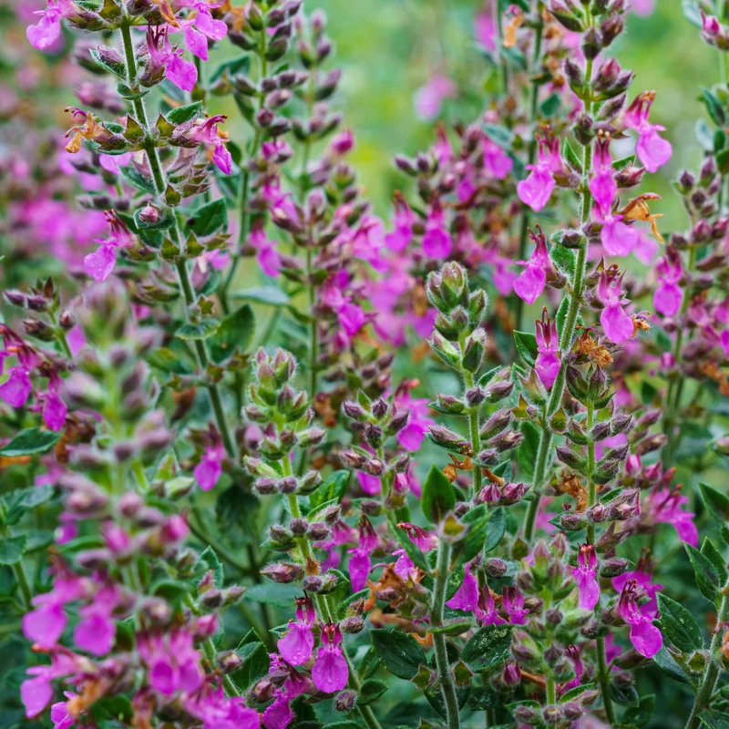 Gamander (Teucrium)