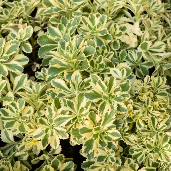 Sedum Atlantis