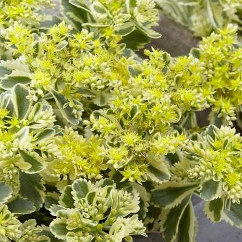 Sedum Atlantis