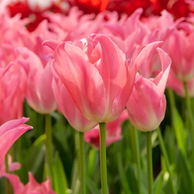 Tulpen ‘Pretty Love’ (x7)
