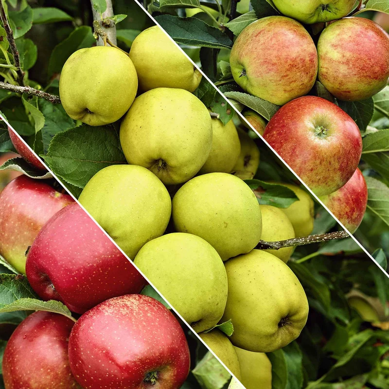 Apfelbaum auf Stamm, 3 Sorten in 1