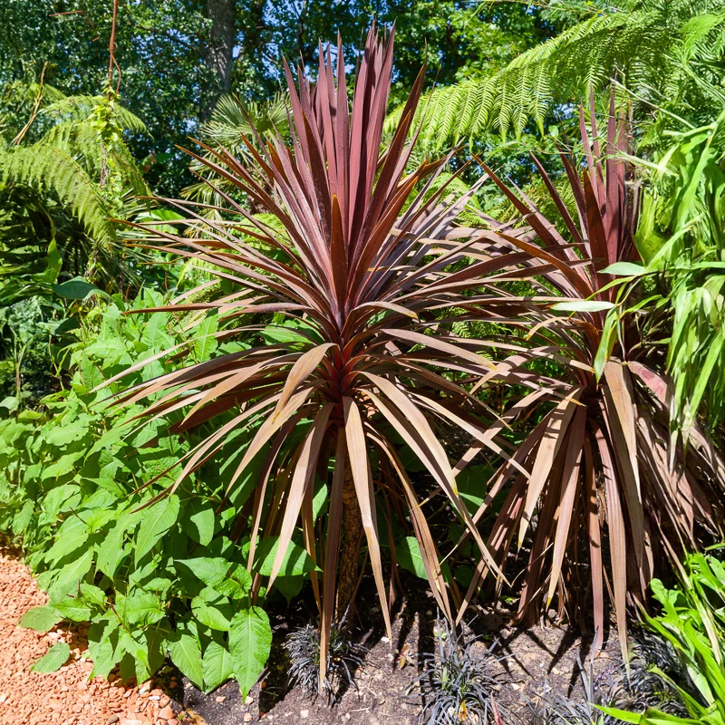 Keulenlilie 'Red Star'