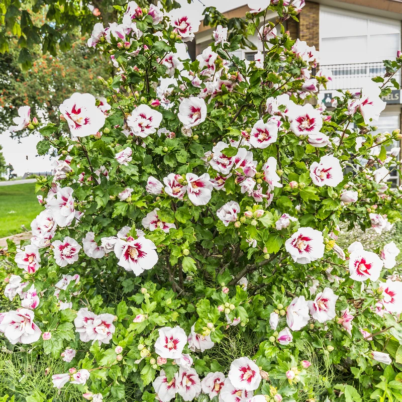 Japanischer Hibiskus ‘Hamabo’