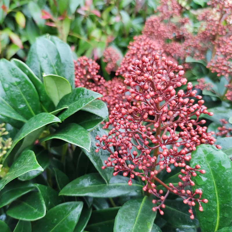Japanische Skimmia Rubella