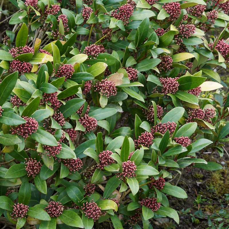 Japanische Skimmia Rubella