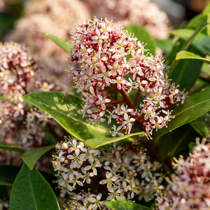 Japanische Skimmia Rubella
