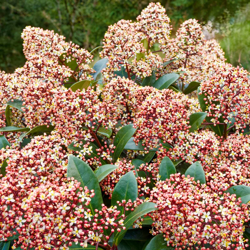Japanische Skimmia Rubella