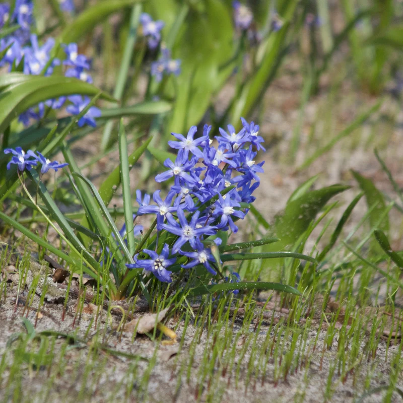 Schneeglanz Luciliae