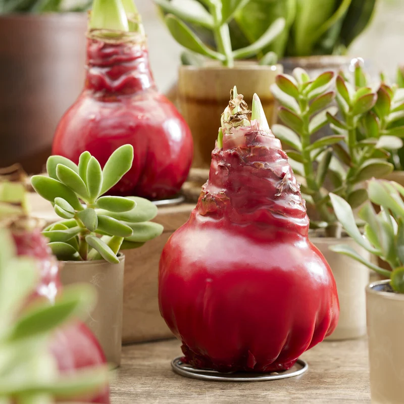 Wachs Amaryllis Gloss X Mas Red