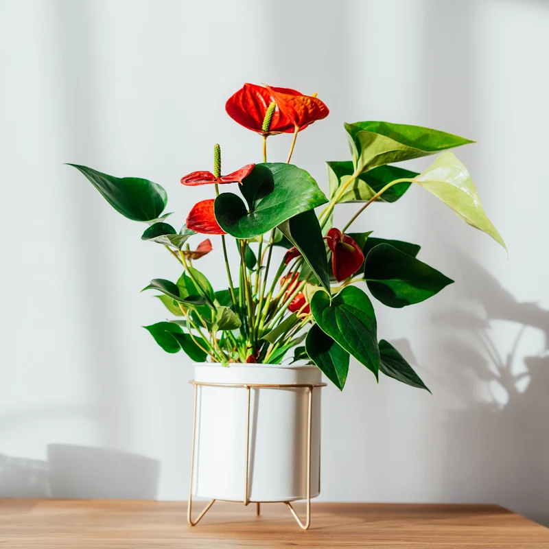 Rote Flamingoblume / Anthurium red