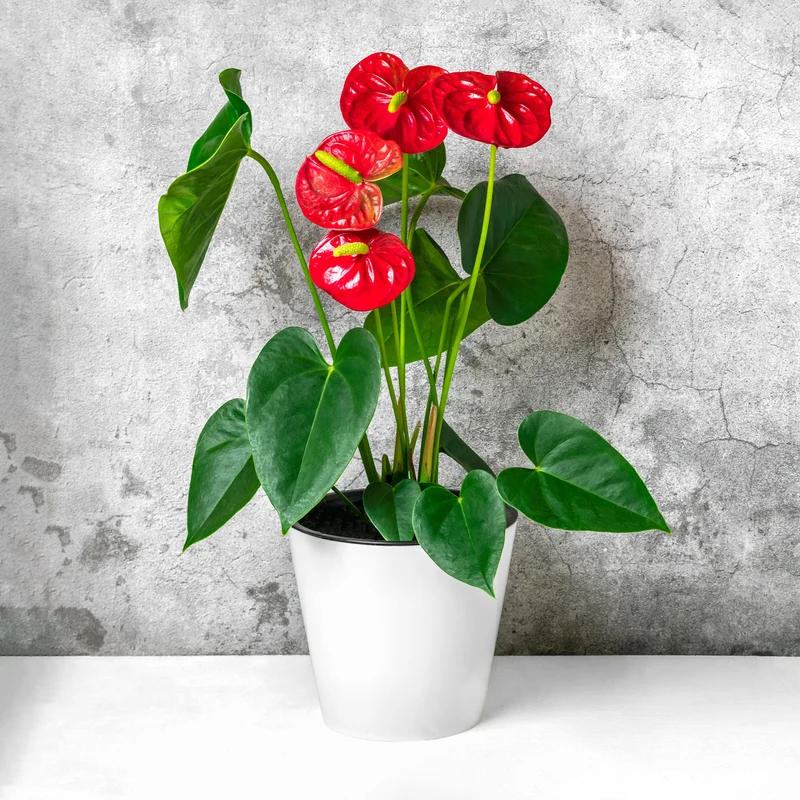 Rote Flamingoblume / Anthurium red