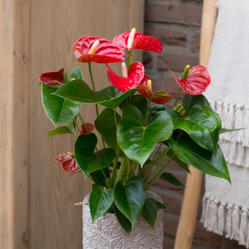 Rote Flamingoblume / Anthurium red