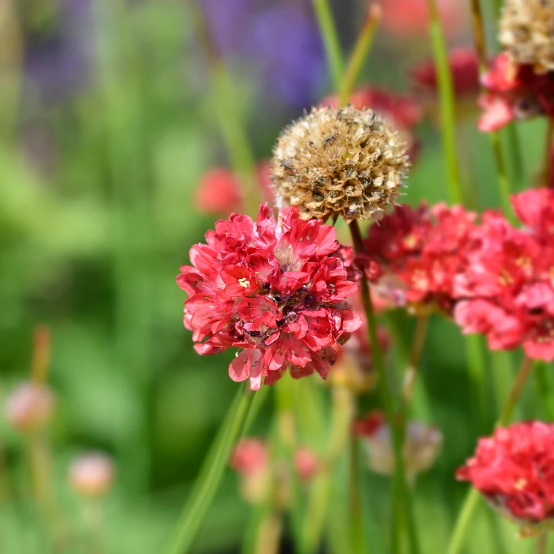 Grasnelke ‘Ballerina Red’