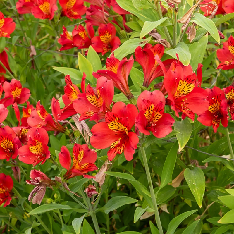 Inkalilie - Alstroemeria Majestic Liré