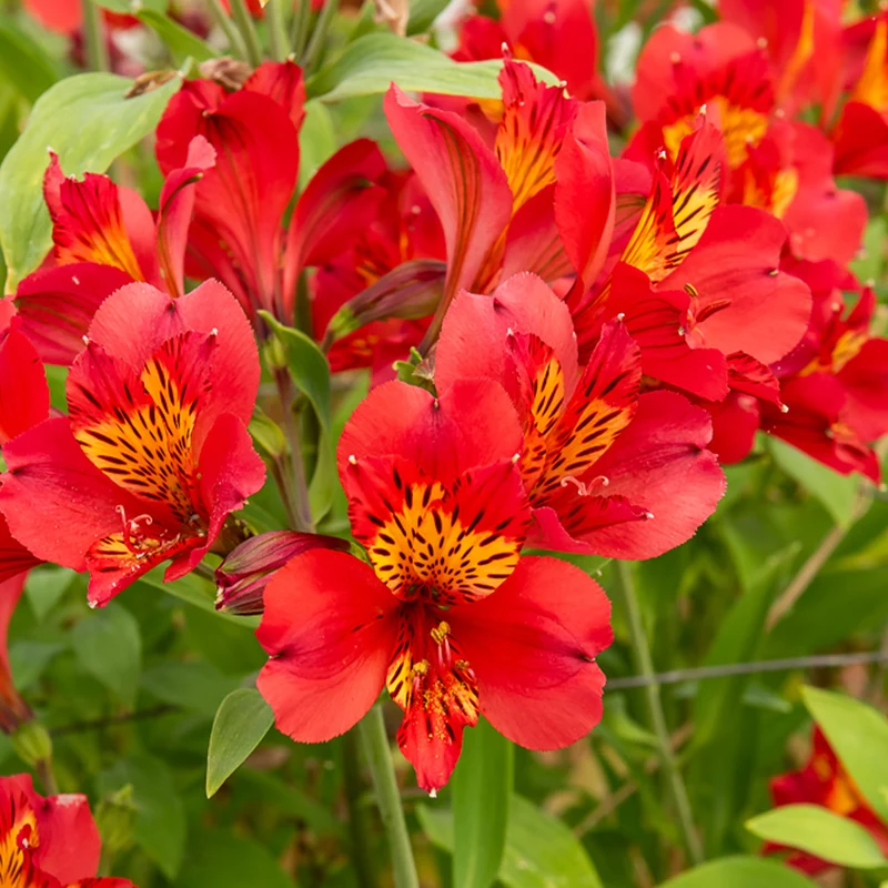 Inkalilie - Alstroemeria Majestic Liré