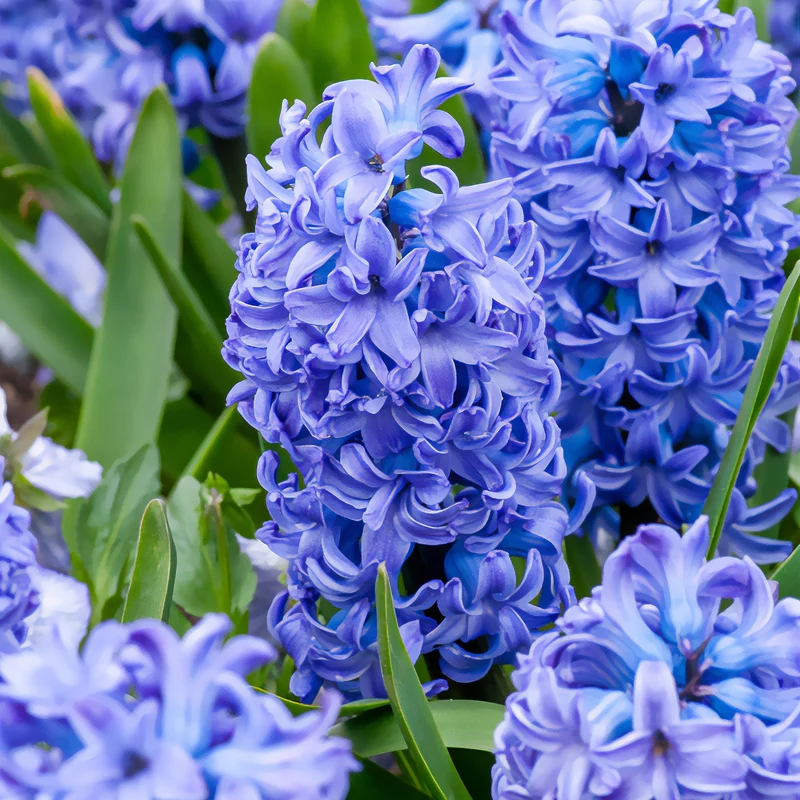 Hyazinthe 'Delft Blue'