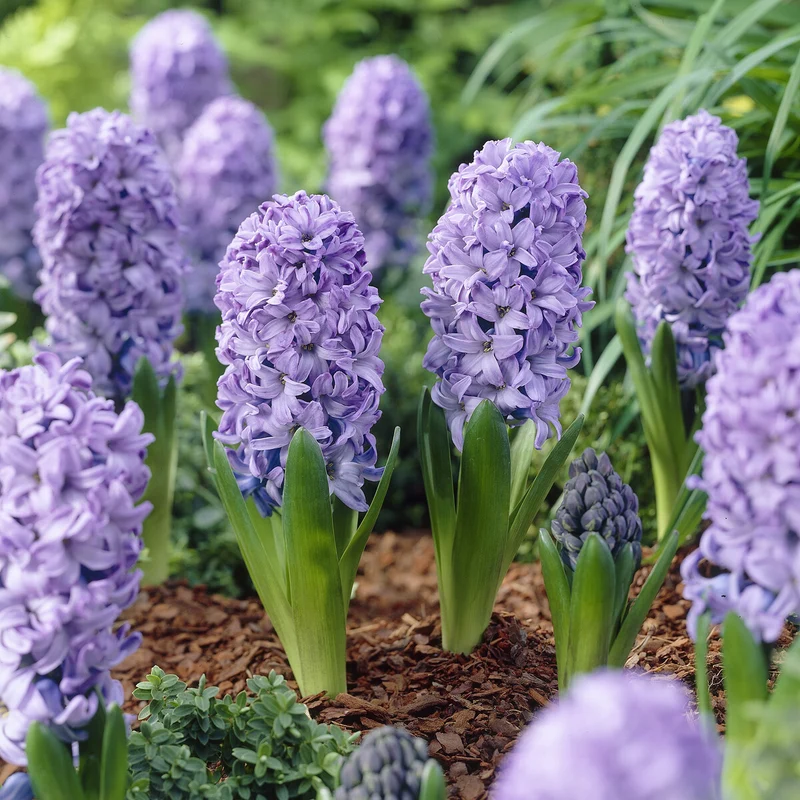 Hyazinthe 'Delft Blue'