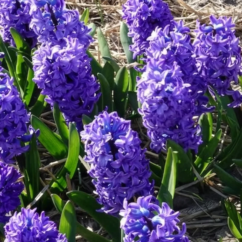 Hyazinthe 'Delft Blue'