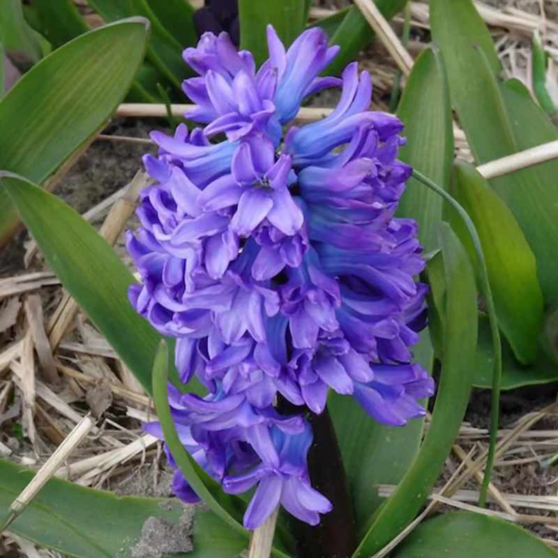 Hyazinthe 'Delft Blue'