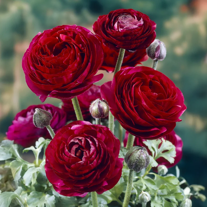 Asiatische Ranunkeln ‘Pauline Violet’ (x10)