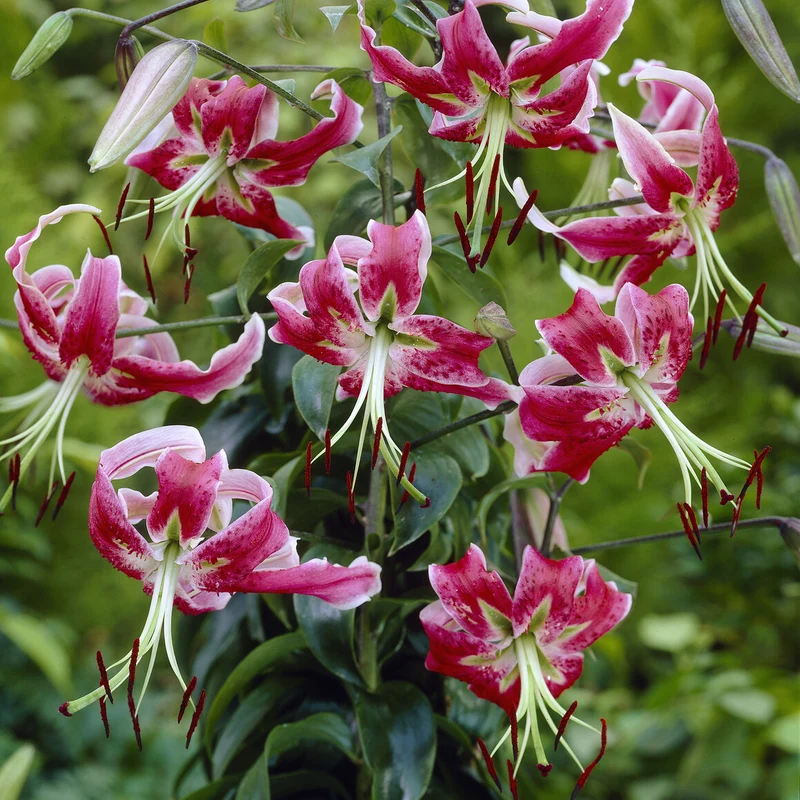 Türkenbundlilie 'Black Beauty'