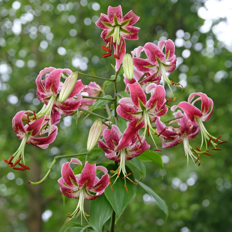 Türkenbundlilie 'Black Beauty'