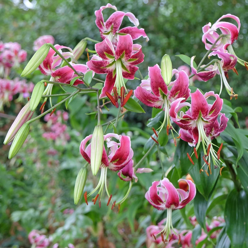 Türkenbundlilie 'Black Beauty'