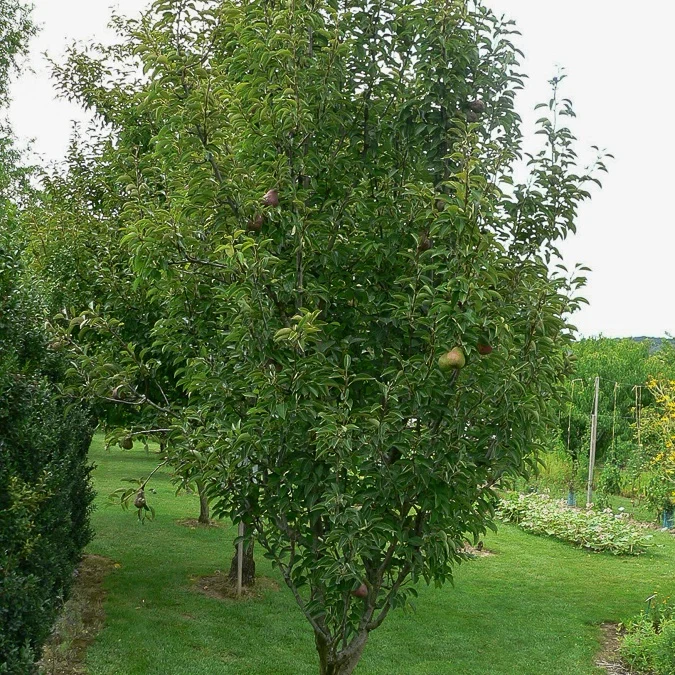 Birne 'Cannelle'