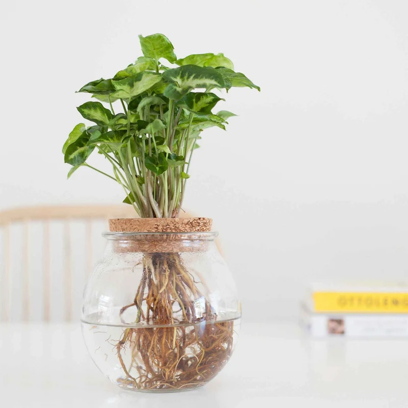 Syngonium im Kugelglas - Hydroponik