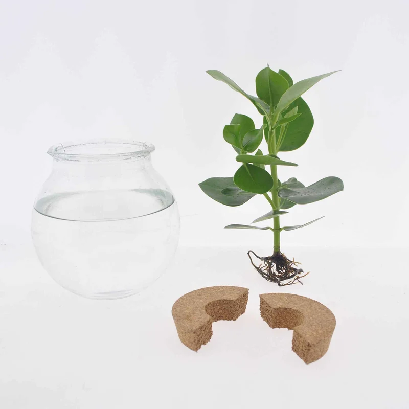 Syngonium im Kugelglas - Hydroponik