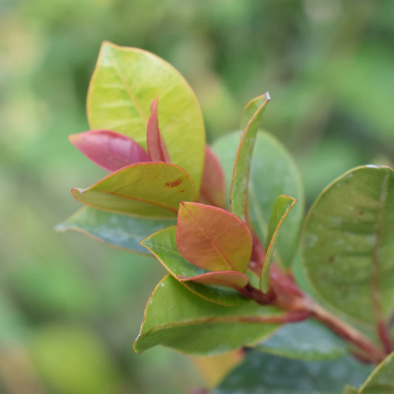Australische Myrte ‘Newport’