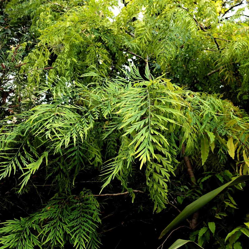 Australische Seideneiche